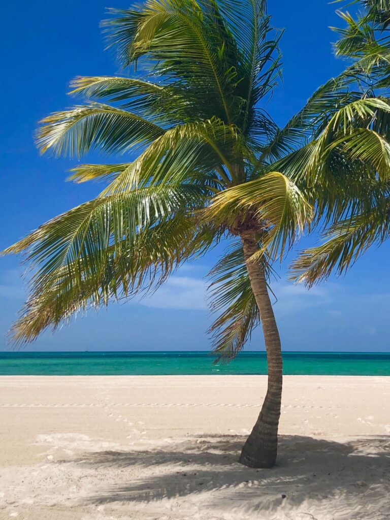 Tropical Beach with Palm Tree